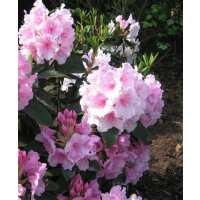 Read green gardener Reviews